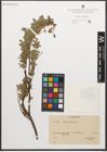 Foto von Salix retusa L.